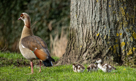 Nijlgans met kuikens 