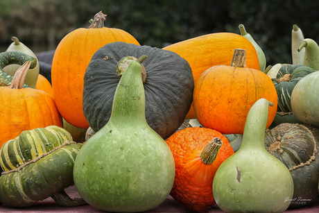 Pompoenen/ Kalebassen