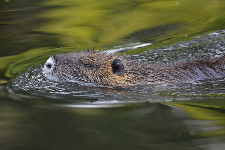 Muskusrat