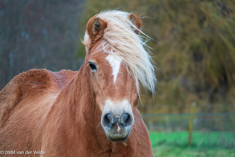 Paardje in de wei