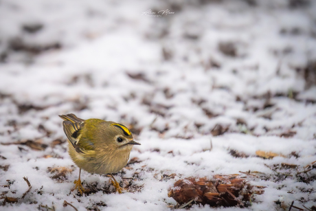 Goudhaantje in de sneeuw