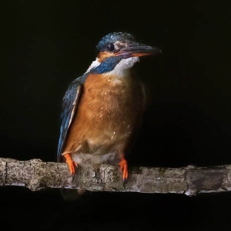 Portret van ijsvogel