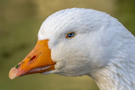 Portret van een gans !