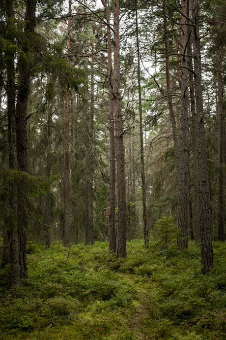 Bos in Zweden