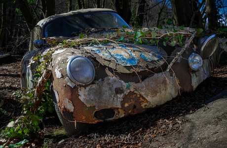 Porsche 956 lost in the woods