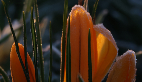 Krokus in het zonnetje