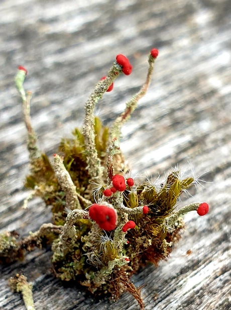 Mini bloemstuk
