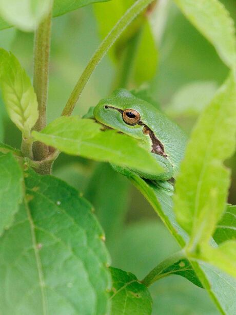 Niet alleen maanmannetjes zijn groen