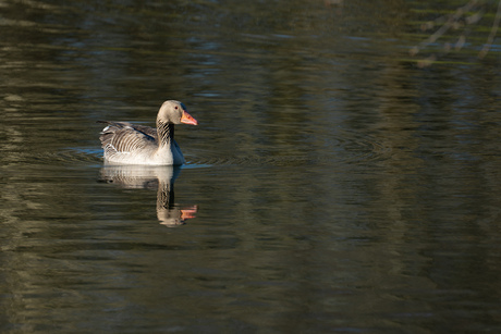 juveniele grauwe gans 