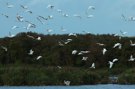 Een vlucht lepelaars