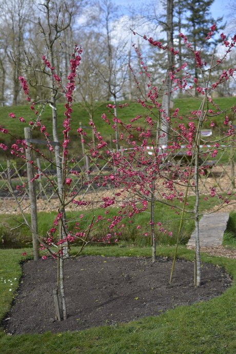 Asserbos, Assen, Nederland