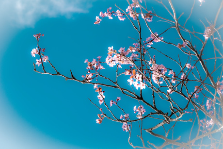 Japanse sierkers in bloei
