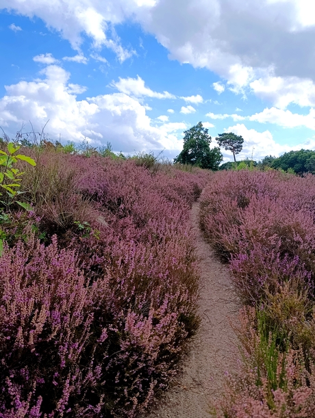 Heide in bloei 