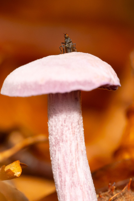 Wachter van de bloemkoolzwam