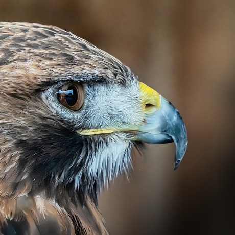 Roodstaartbuizerd