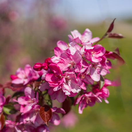 Close-upje appelbloesem