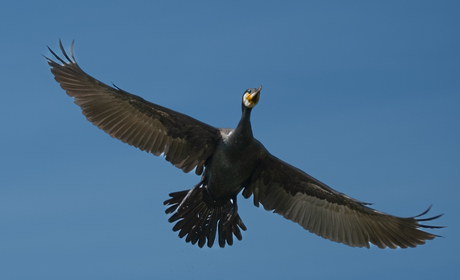 vliegende aalscholver 