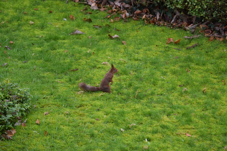 Eekhoorn in de tuin