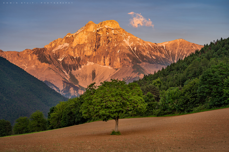 Mountain tree