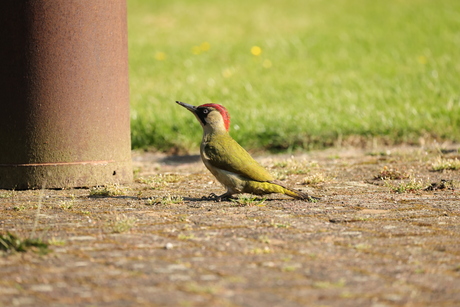 groene specht op bezoek in de tuin