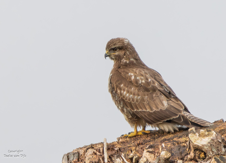 Buizerd