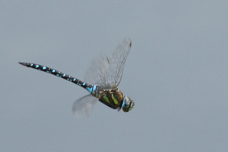 libelle 