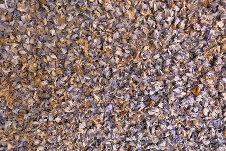 Tapijt van uitgebloeide Gouden regen