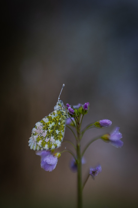 Zoekt en gij zult vinden