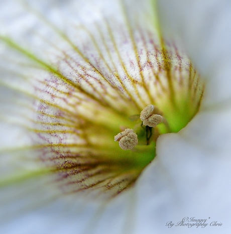 Stamper van een Surfinia # Pistil of a Surfinia