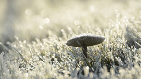 Paddenstoeltje in winterkledij