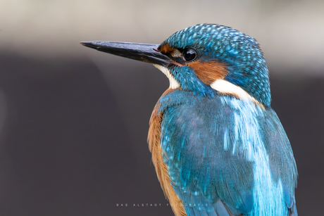 Ijsvogel portret