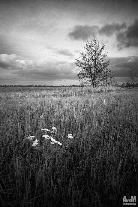 Infrared b&w