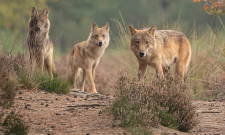 De wolven van de Heuvelrug