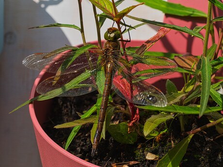 Een verrassing in een bloempot