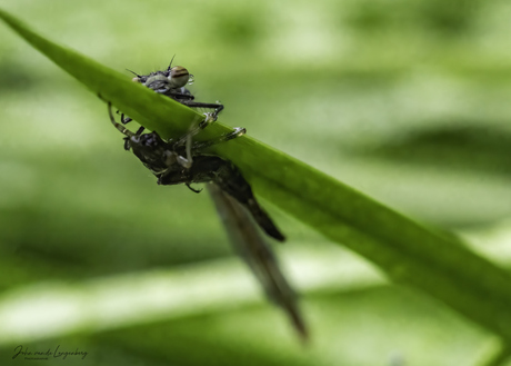 Imago
