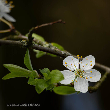 Bloesem 