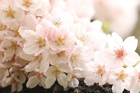 Bundel kersenbloesems