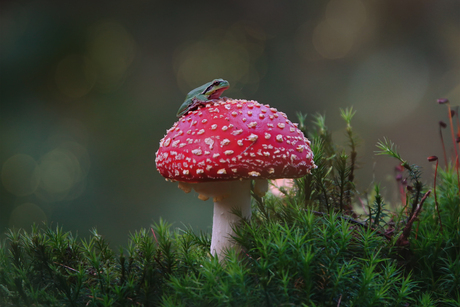 Op een grote paddenstoel