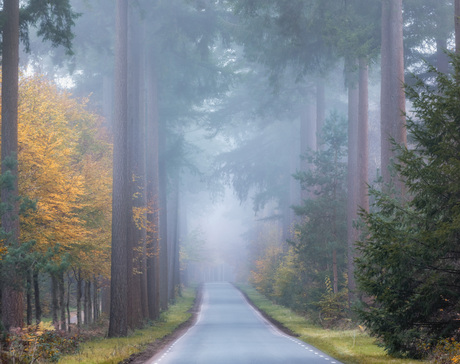 Mist bij het Speulderbos