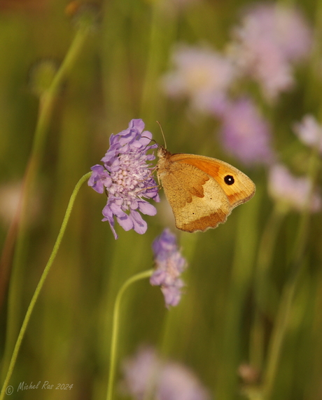 Bruin zandoogje in de avondzon..