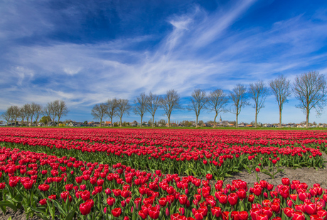 Tulpen. bomen, lucht