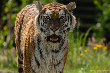 Amoer tijger ..