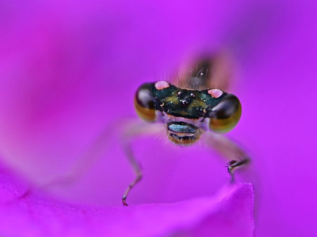 Juffertje op een paarse bloem