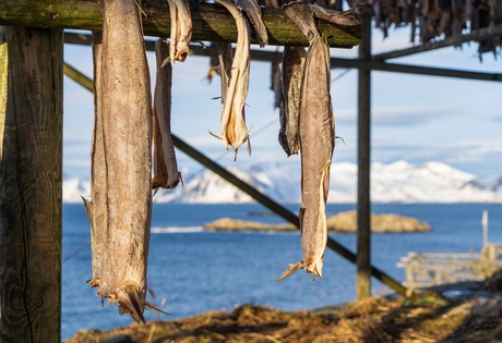 Stokvis op de Lofoten 