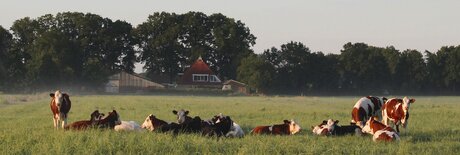 Vaches au soleil du petit matin.