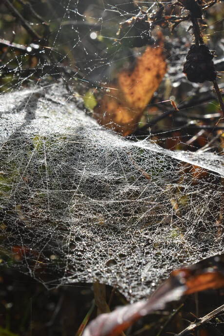 Spinnenweb