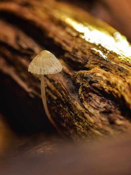 Paddenstoelen tijd!