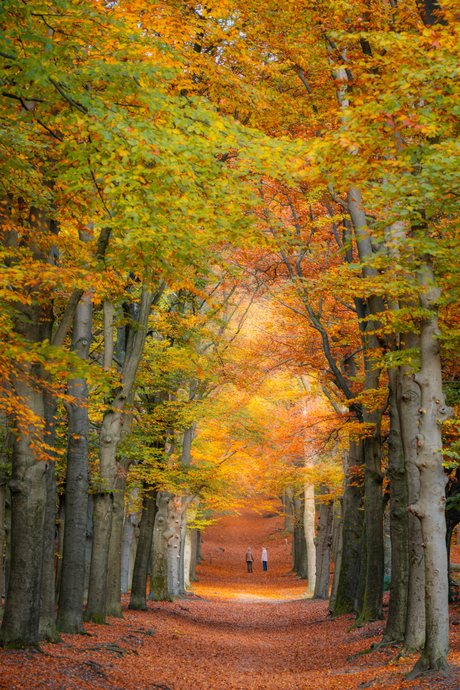 Herfst in de bossen van Amerongen