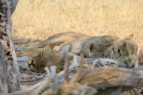 Leeuwen in Etosha National park