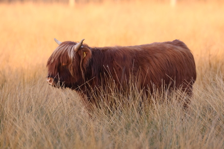 Schotse hooglander 🧡